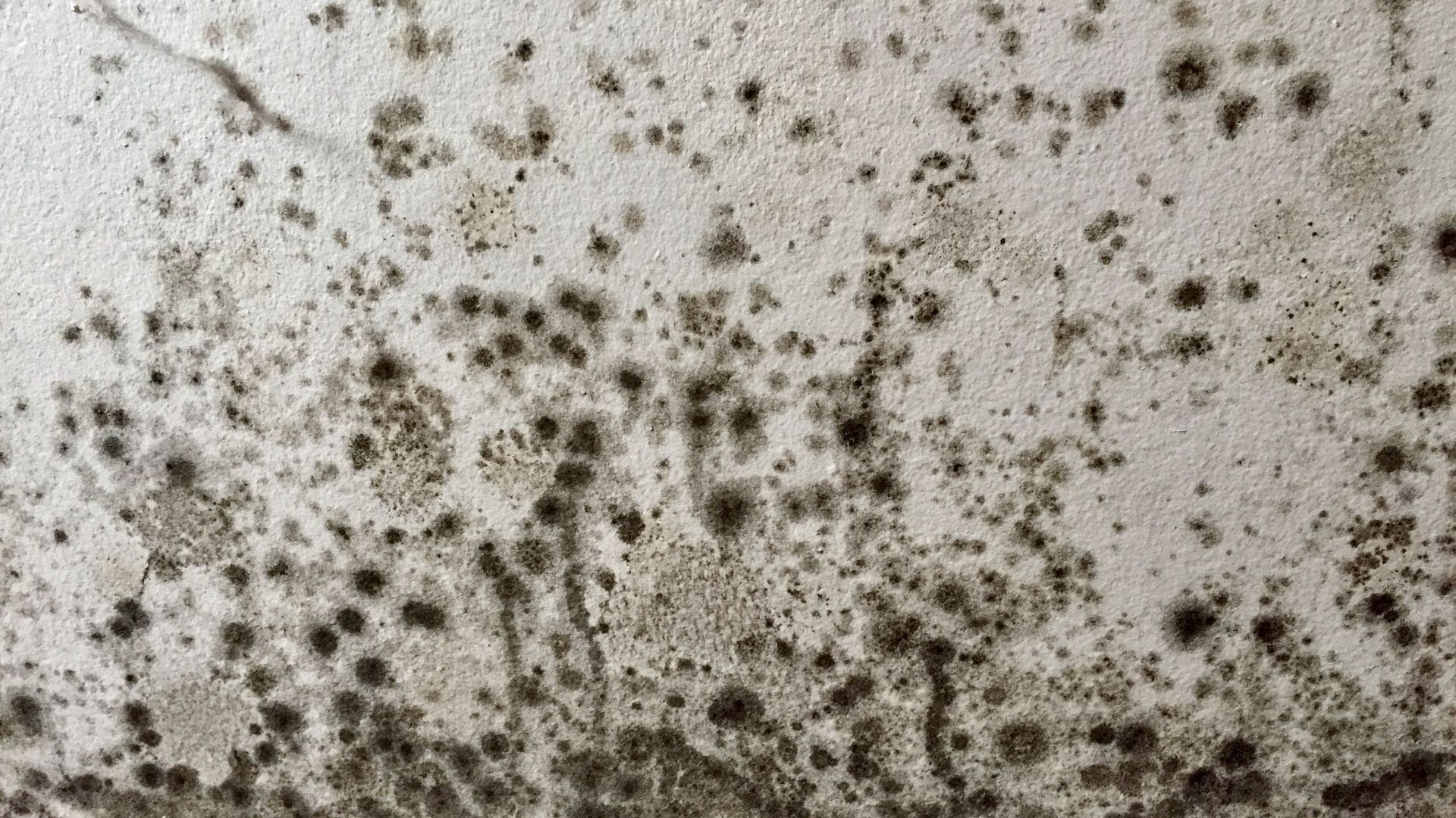 Black mould on a wall in a Leicester property